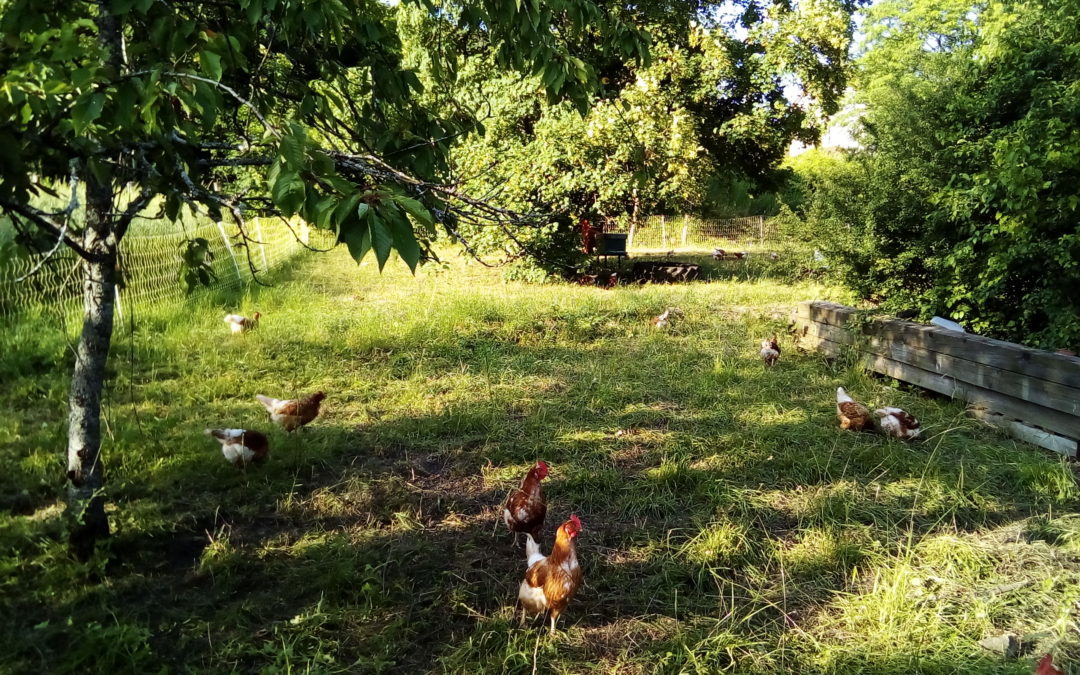 GFA Champs Libres – Portrait de fermes #2 : Élevage de poules pondeuses bio